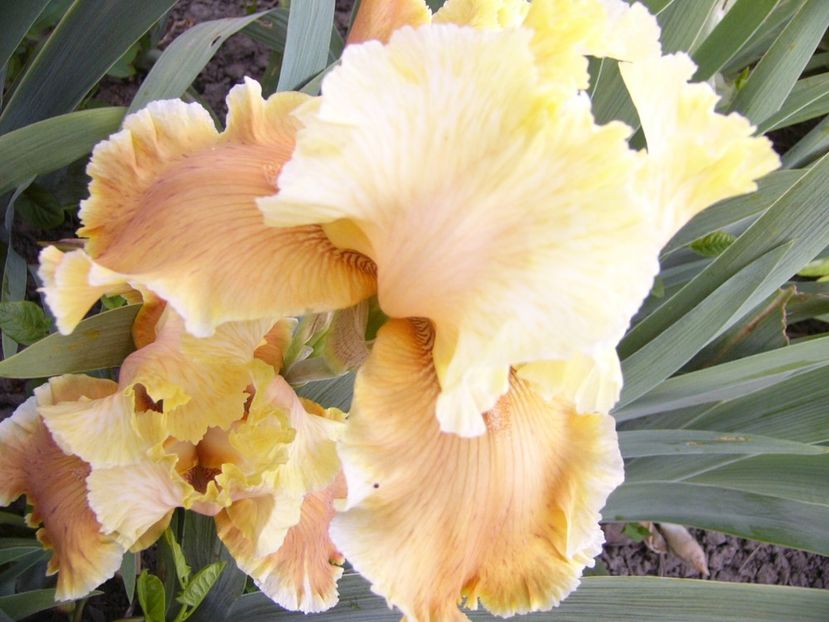 P1390258 - ANUL 2022