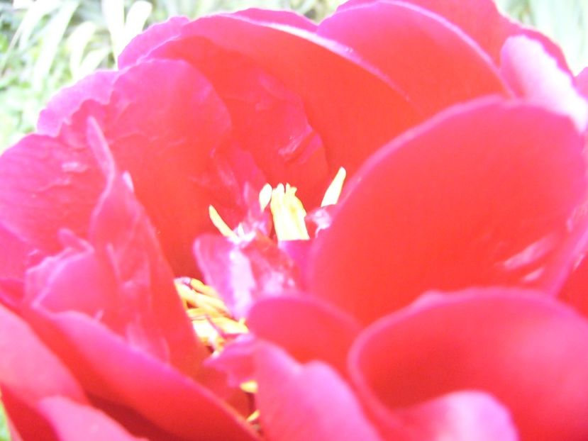 P1390260 - ANUL 2022