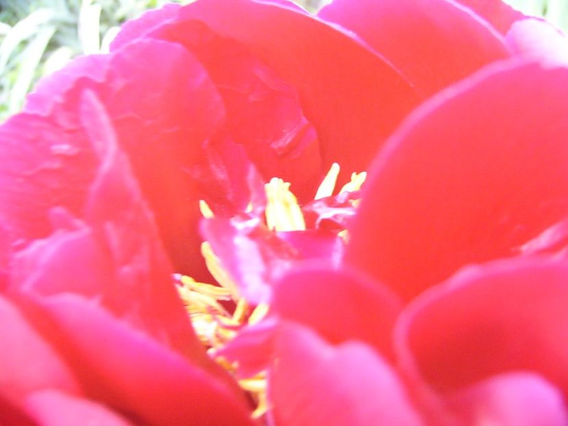 P1390261 - ANUL 2022