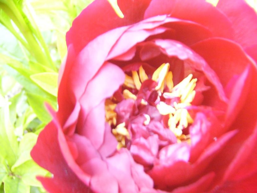 P1390263 - ANUL 2022