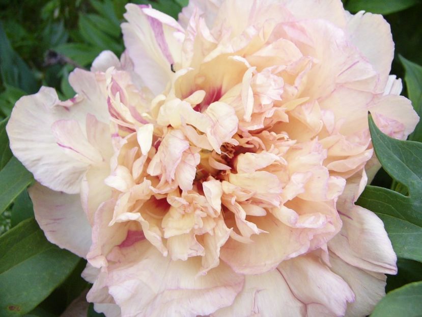 P1390264 - ANUL 2022