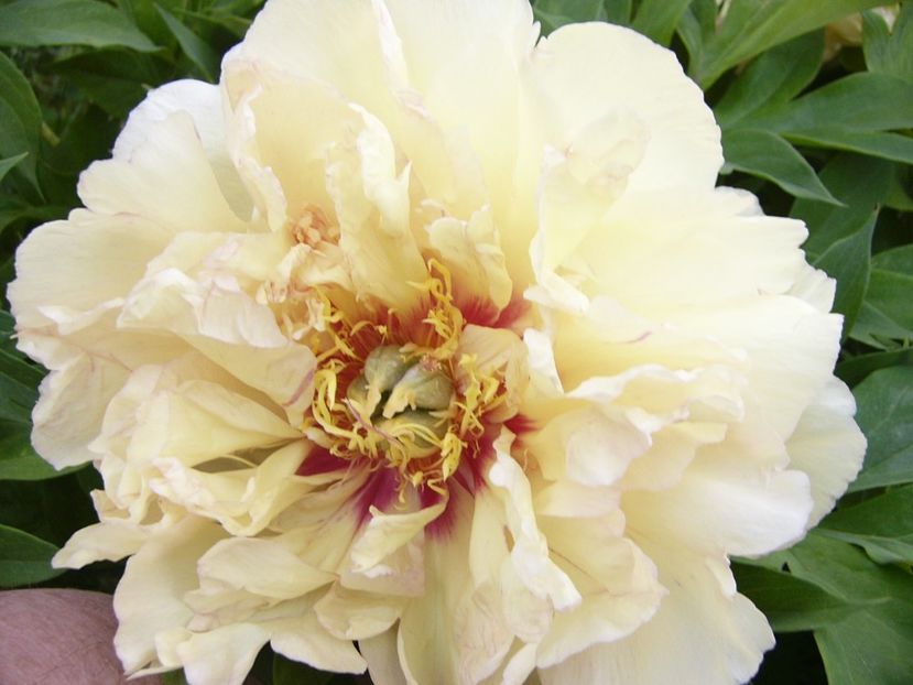 P1390267 - ANUL 2022