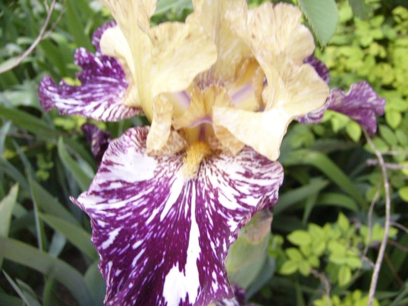 P1390275 - ANUL 2022