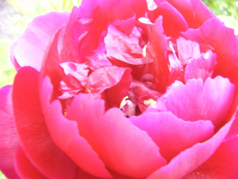 P1390279 - ANUL 2022