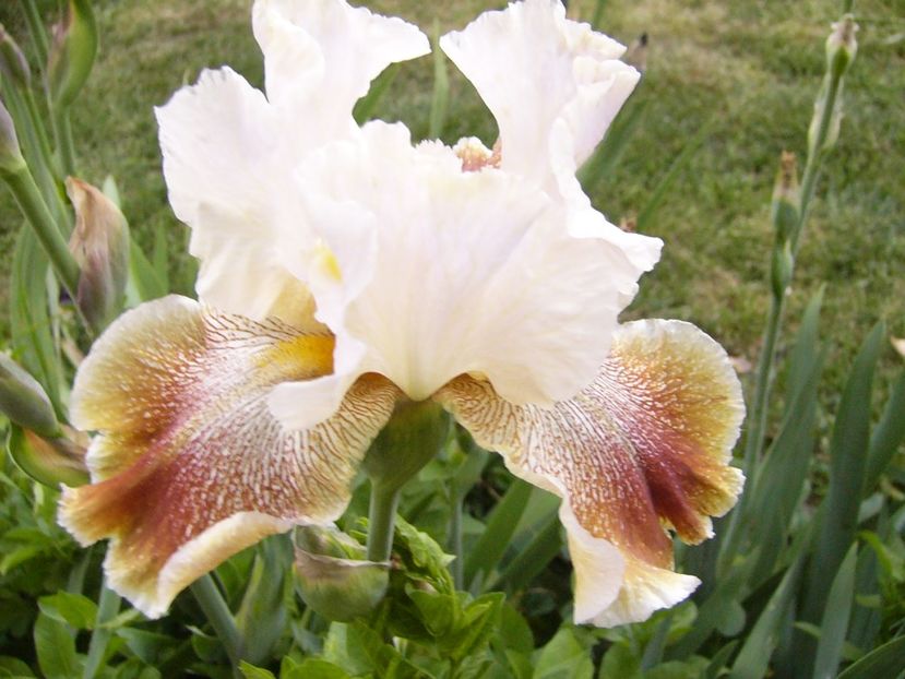 P1390286 - ANUL 2022