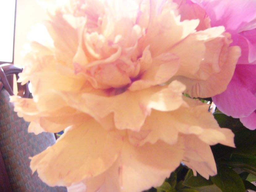 P1390287 - ANUL 2022