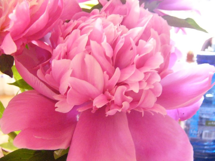 P1390291 - ANUL 2022