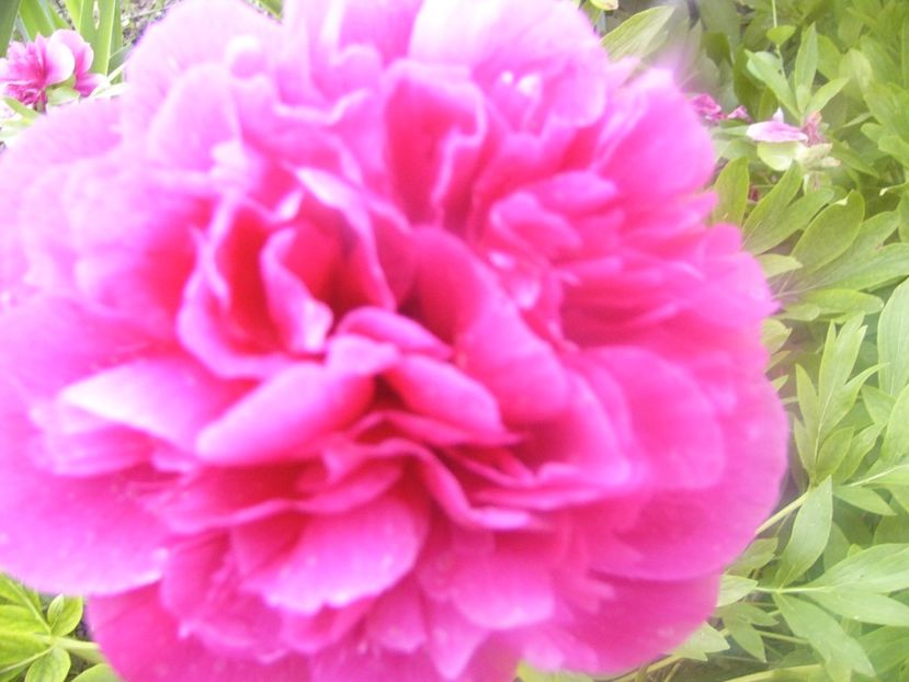 P1390305 - ANUL 2022