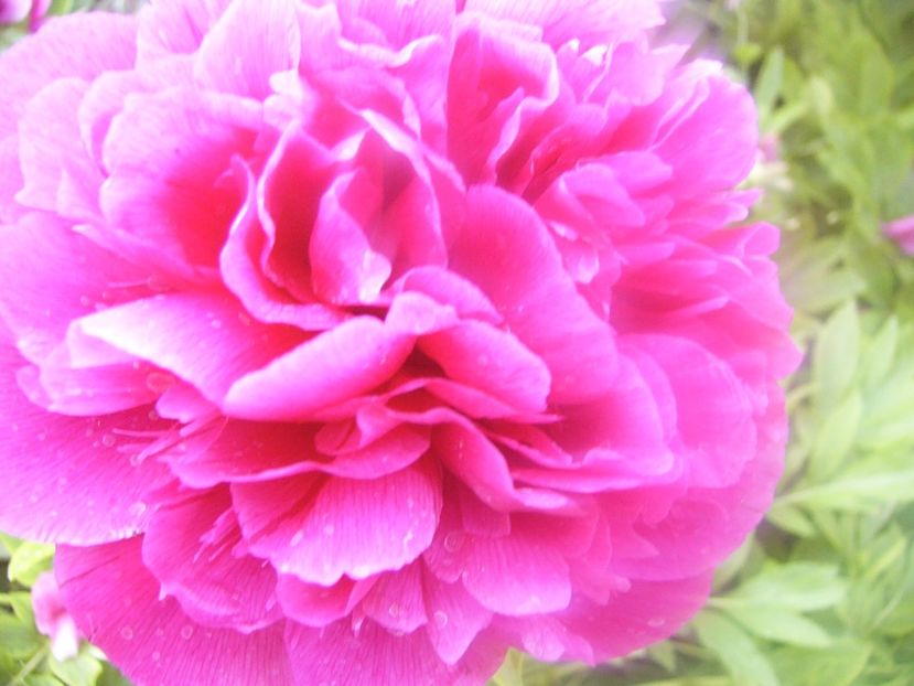 P1390306 - ANUL 2022