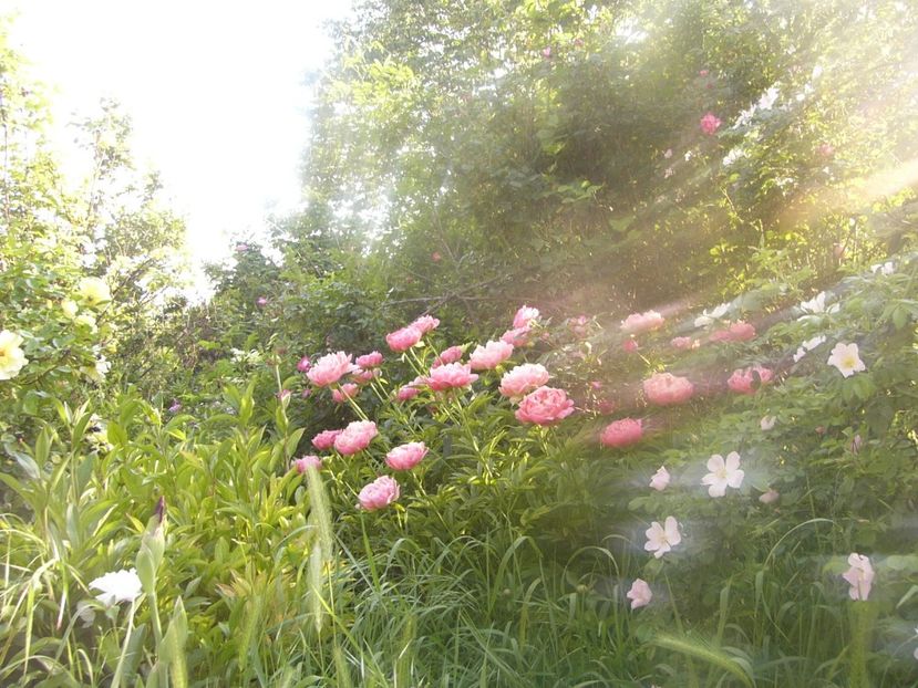 P1390307 - ANUL 2022