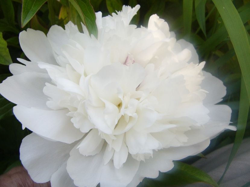 P1390313 - ANUL 2022