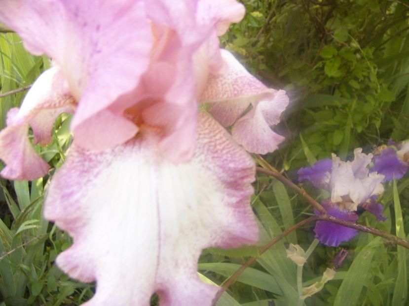 P1390316 - ANUL 2022