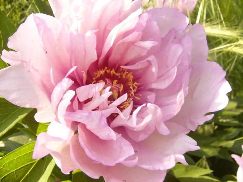 P1390320 - ANUL 2022