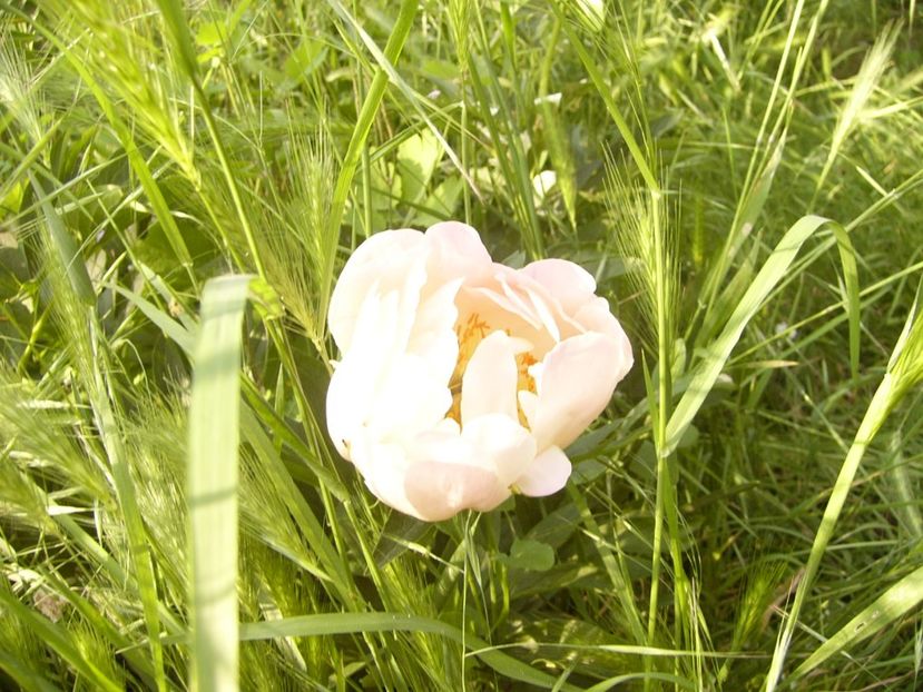 P1390323 - ANUL 2022