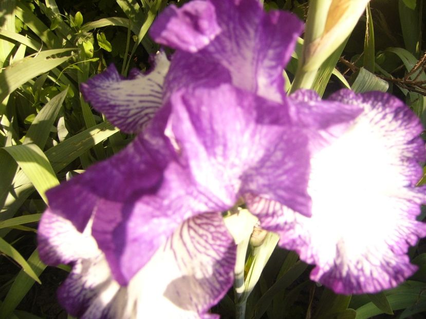 P1390335 - ANUL 2022