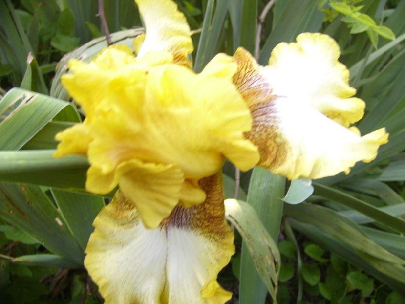 P1390337 - ANUL 2022