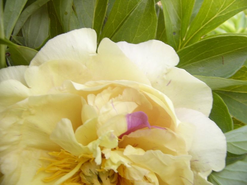 P1390348 - ANUL 2022