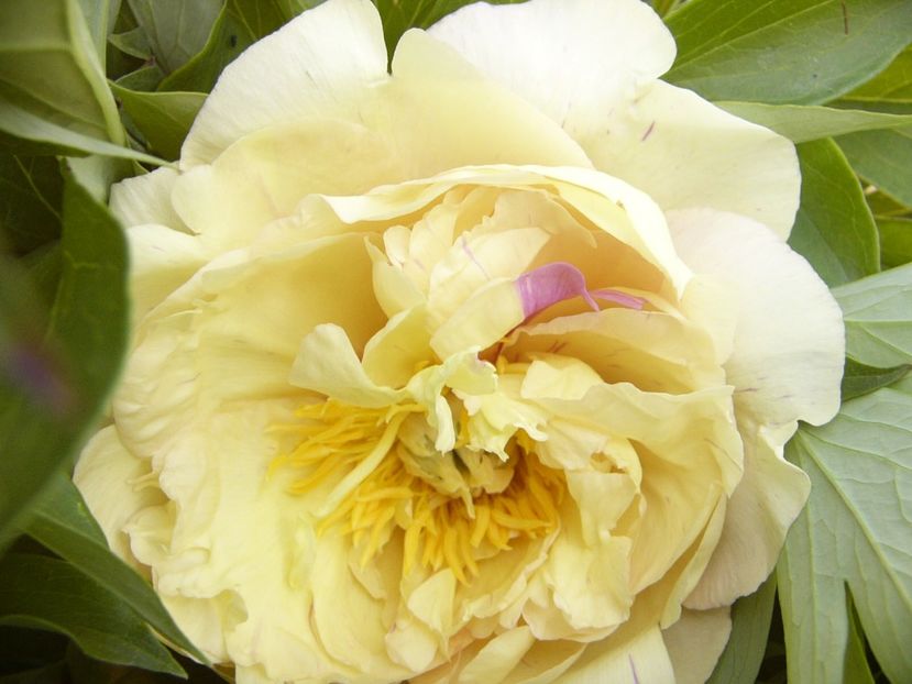 P1390349 - ANUL 2022