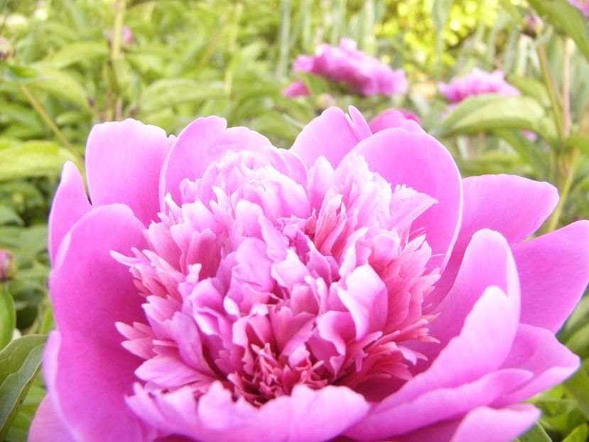 P1390351 - ANUL 2022