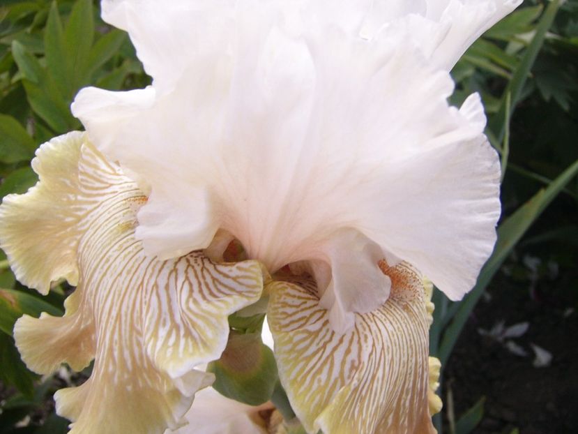 P1390359 - ANUL 2022