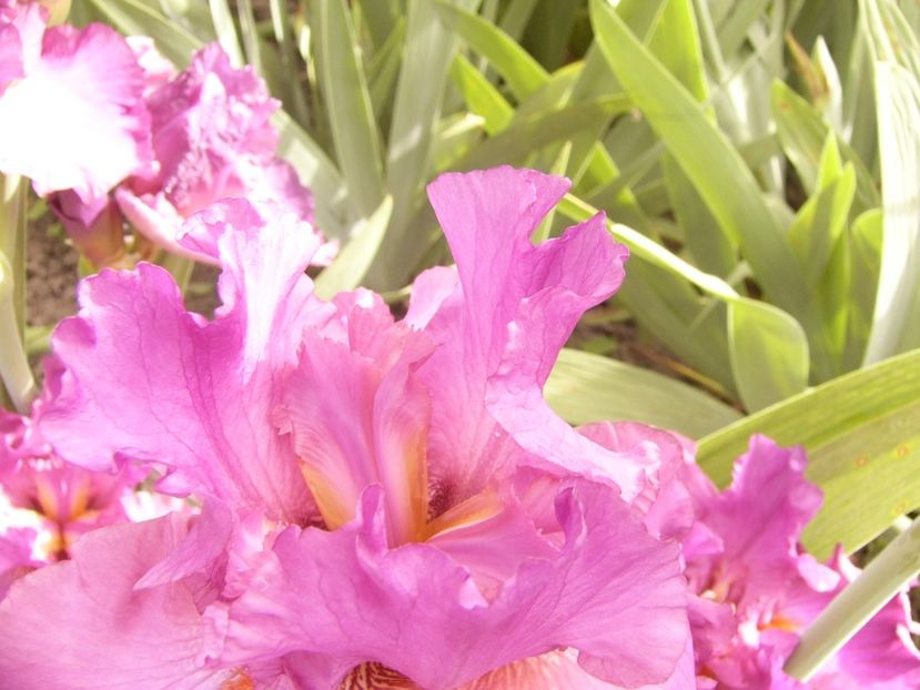 P1390453 - ANUL 2022 II