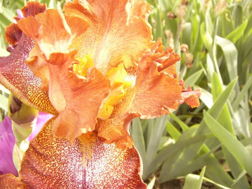 P1390455 - ANUL 2022 II