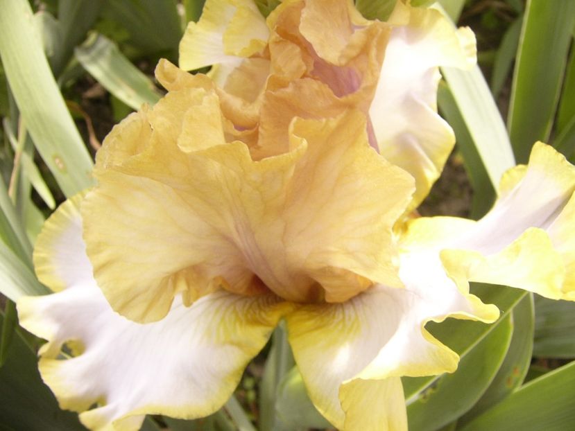 P1390461 - ANUL 2022 II