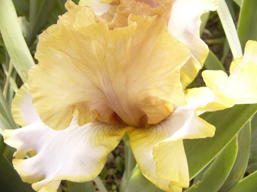 P1390462 - ANUL 2022 II