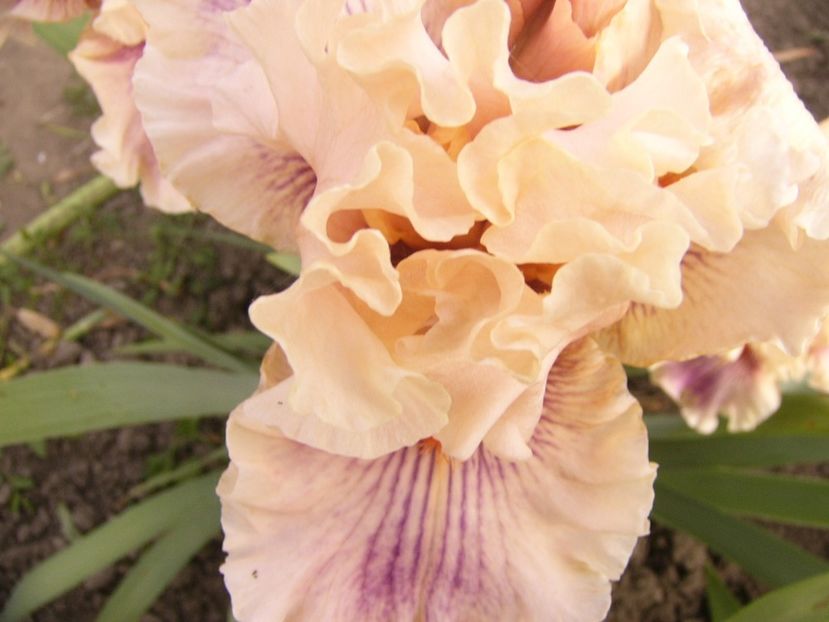 P1390470 - ANUL 2022 II