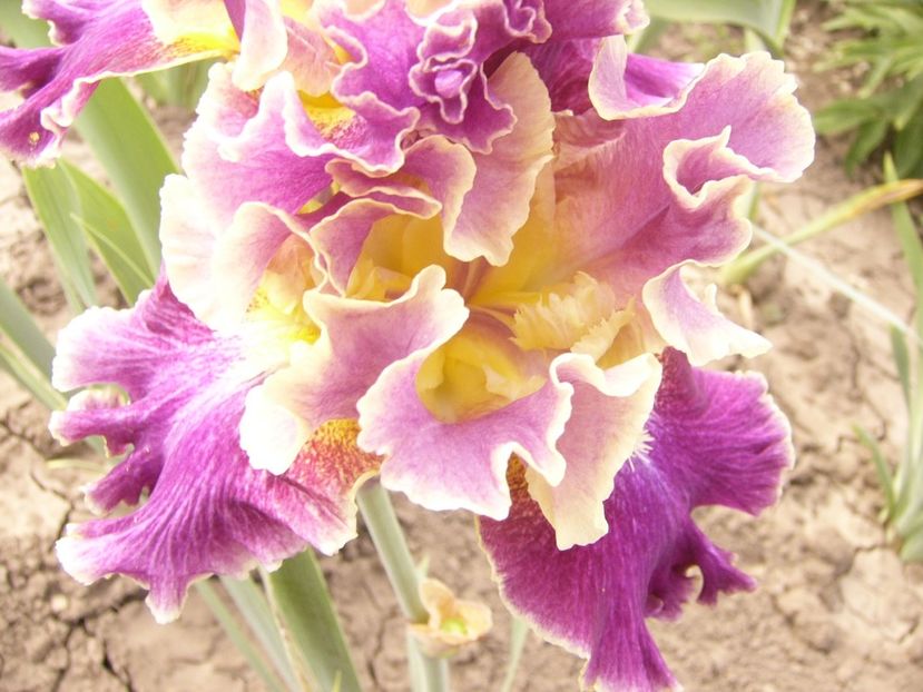 P1390474 - ANUL 2022 II