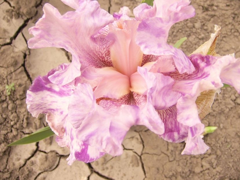 P1390477 - ANUL 2022 II