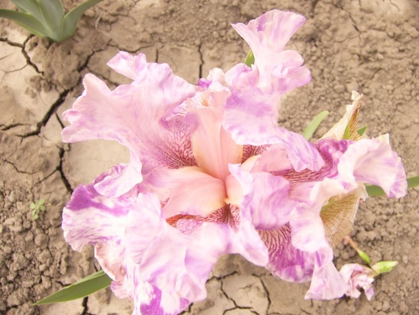 P1390478 - ANUL 2022 II