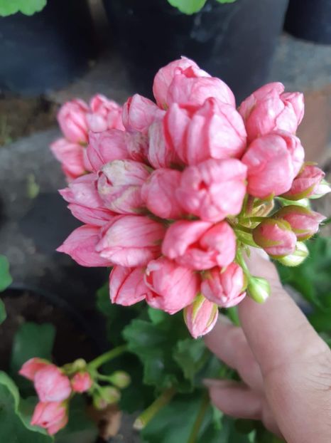 received_3064826400496171 - Muscate lalea