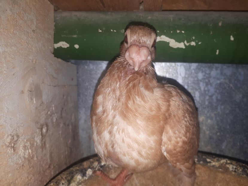  - L 3 _ tineret 2022