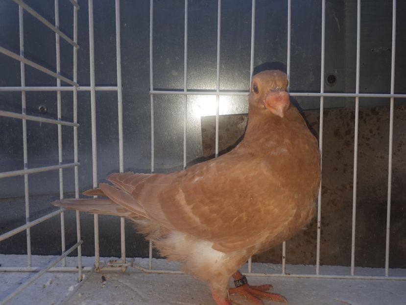  - L 3 _ tineret 2022