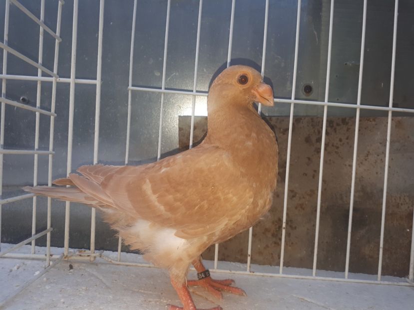  - L 3 _ tineret 2022