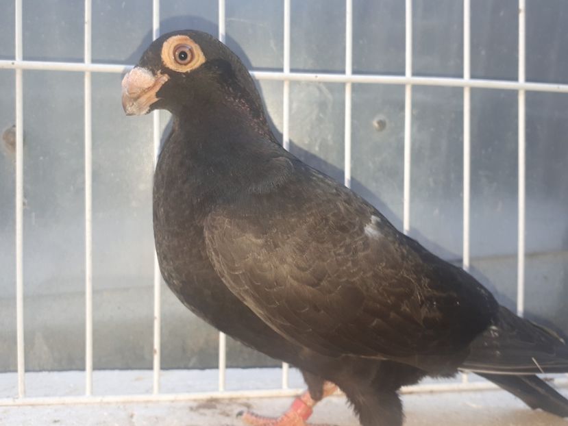  - L 3 _ tineret 2022