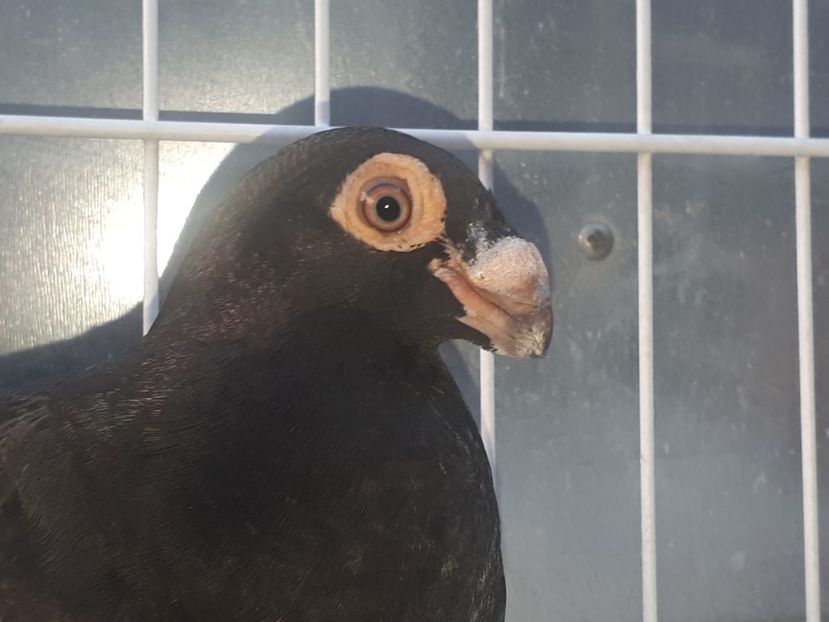  - L 3 _ tineret 2022