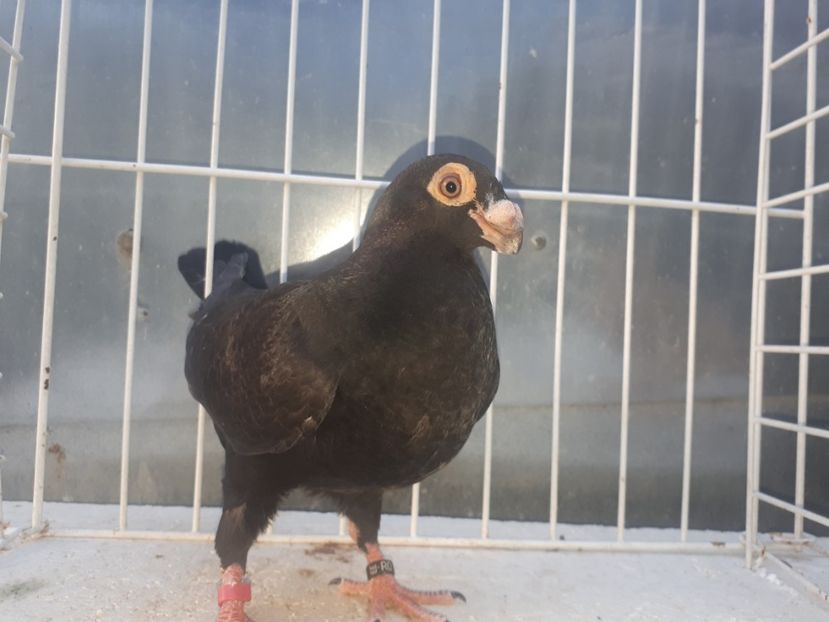  - L 3 _ tineret 2022