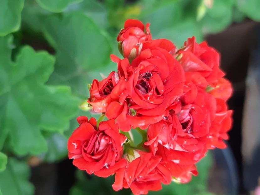  - Muscate trandafirasi