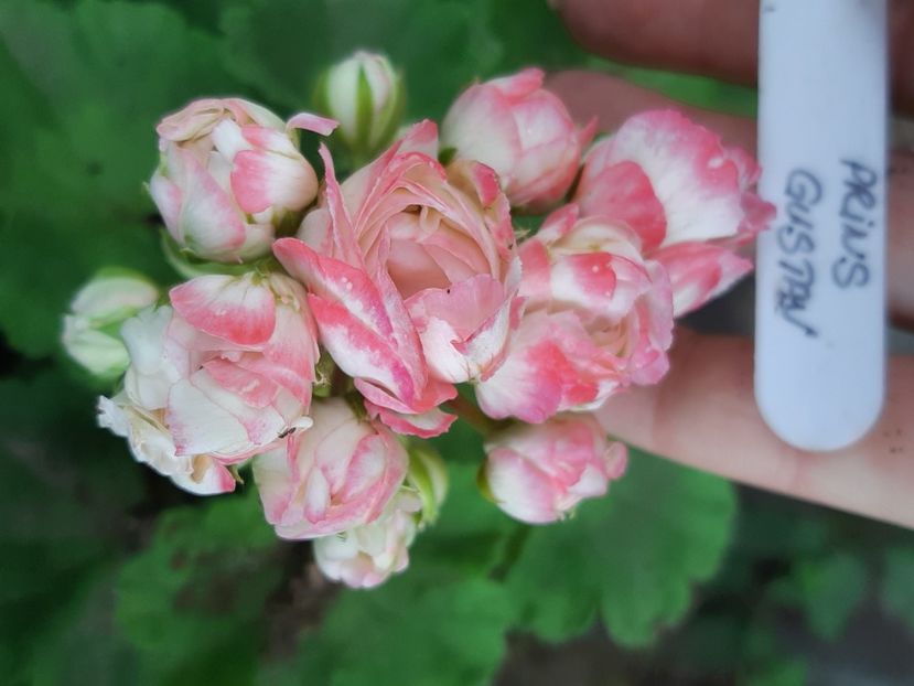  - Muscate trandafirasi