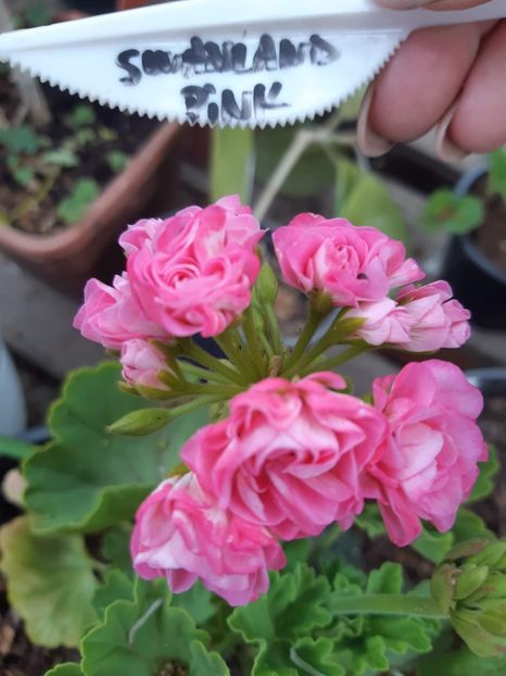 received_813039143186184 - Muscate trandafirasi