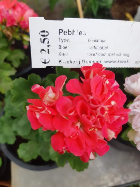 received_752505229438331 - Muscate trandafirasi