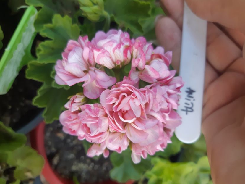  - Muscate trandafirasi