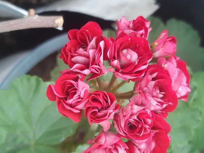  - Muscate trandafirasi