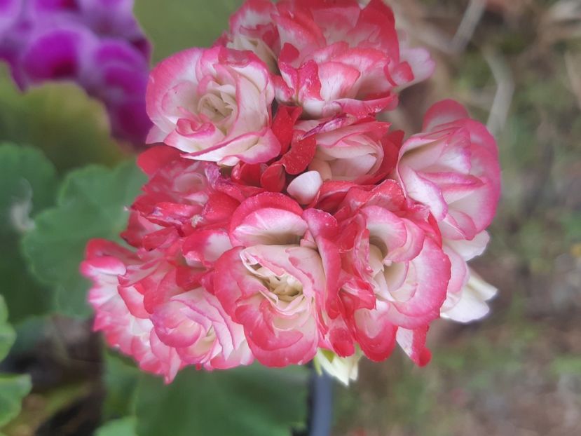  - Muscate trandafirasi