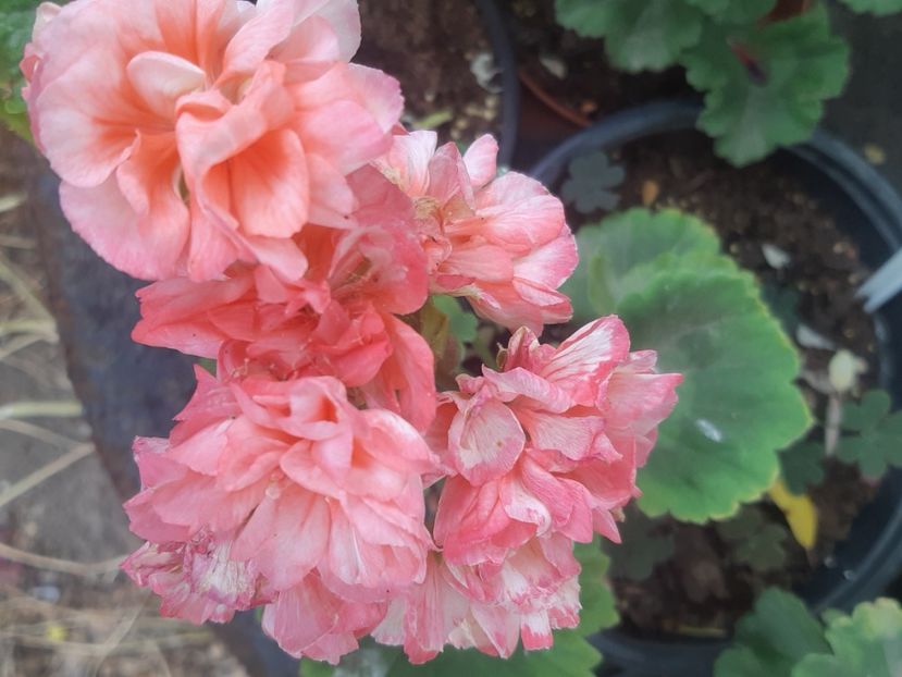  - Muscate trandafirasi