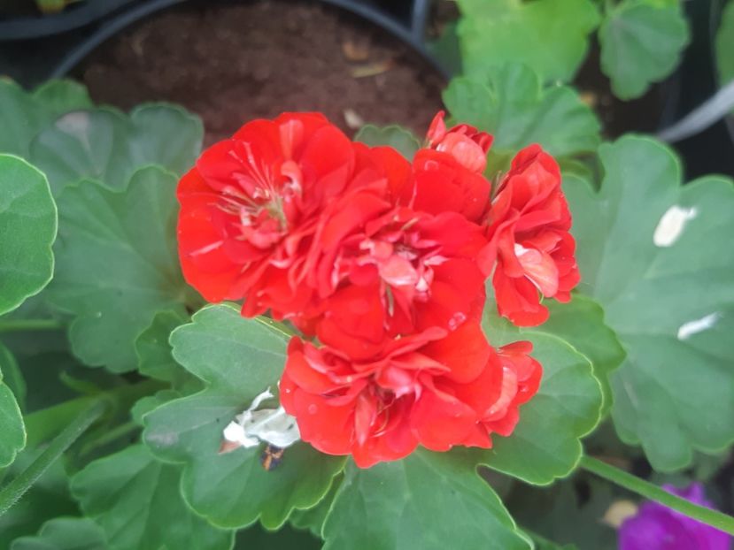  - Muscate trandafirasi