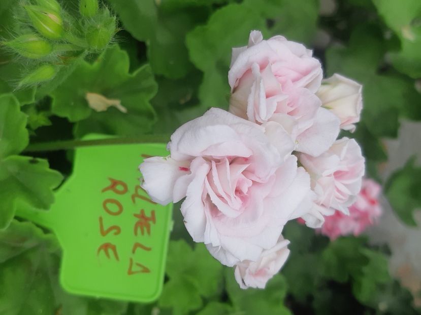  - Muscate trandafirasi