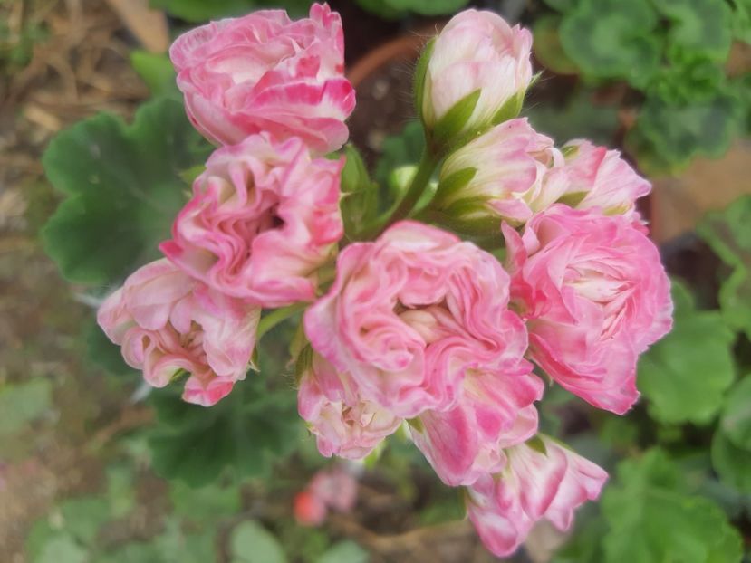  - Muscate trandafirasi